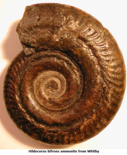 whitby-fossil-2