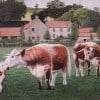 red-house-longhorns
