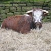 red-house-longhorns-2