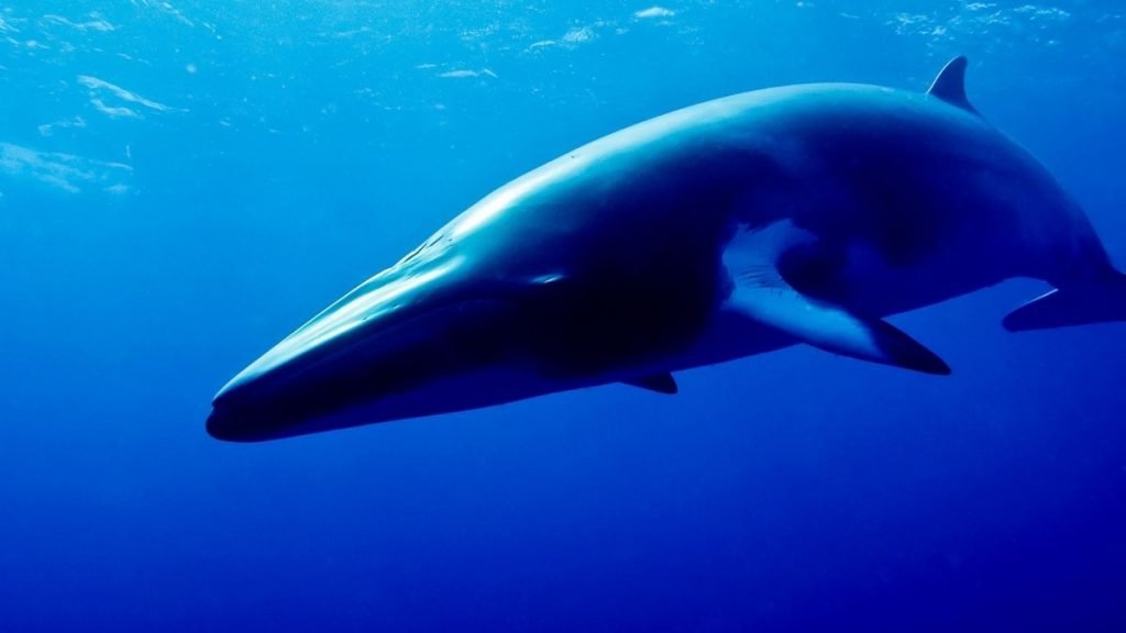 Minke Whale Underwater Photo