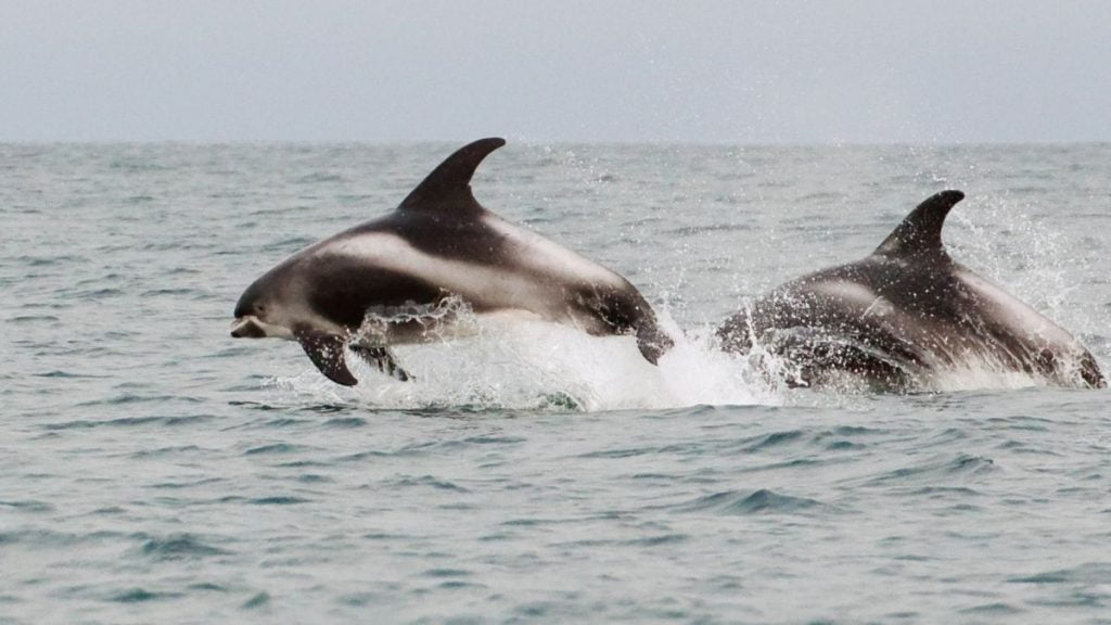 White Beaked Dolphins spotted off the Whitby coast