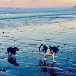 Whitby Dog Walks
