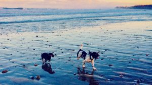 Whitby Dog Walks