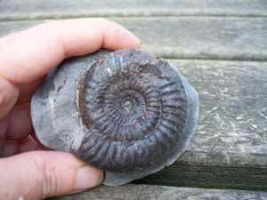 Whitby Facts - Fossil Hunting
