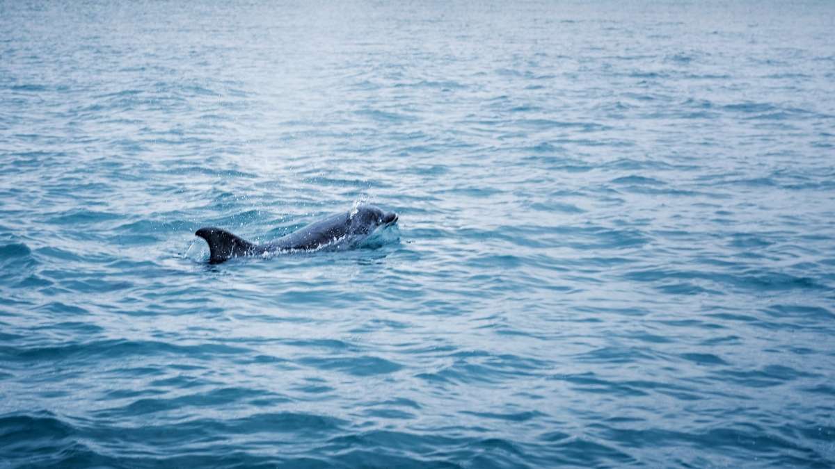 Staithes Dolphin