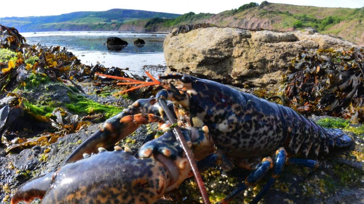 Robin Hoods Bay Rock Pooling