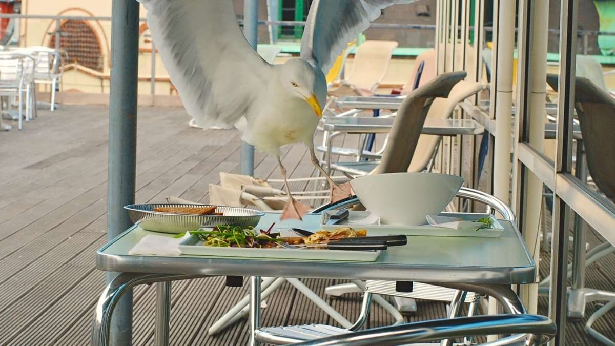 Seagull Stealing Food