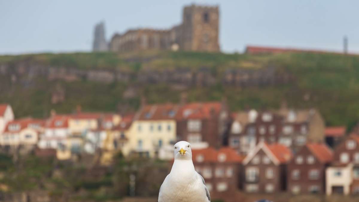 Seagull in Whitby