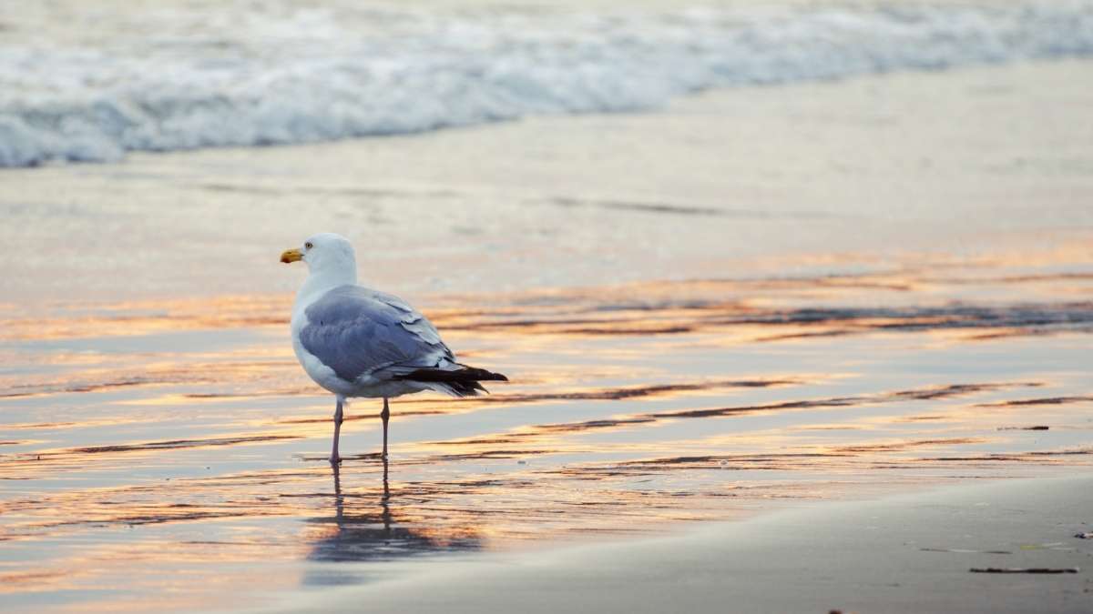 Seagull on Whitby beach