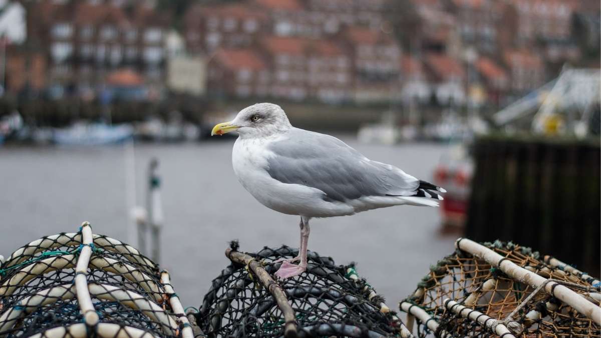 Seagull in Whitby