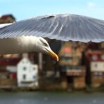 Whitby Seagull