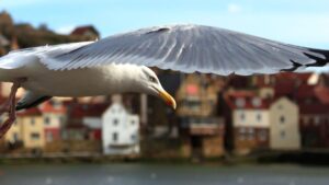 Whitby Seagull