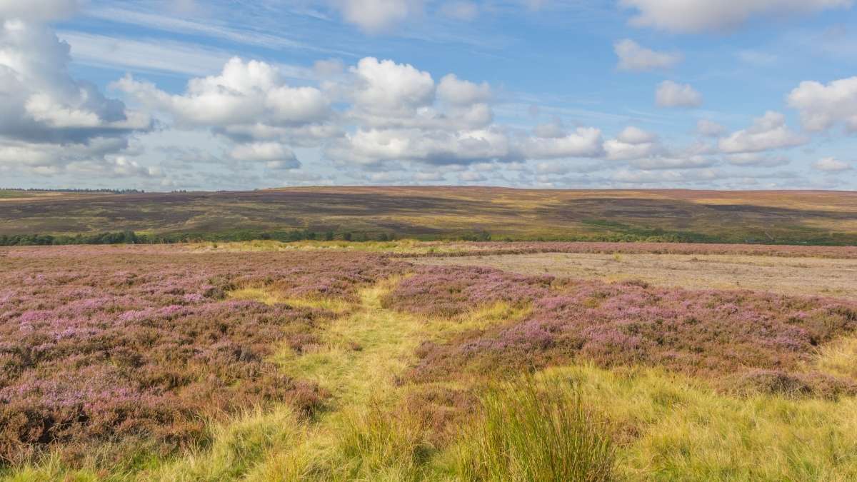 Robin Hoods' Bay to Brow Moor Walk
