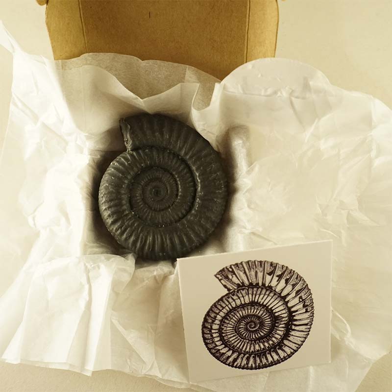 Twelve Whitby Dactylioceras Soaps In Boxes