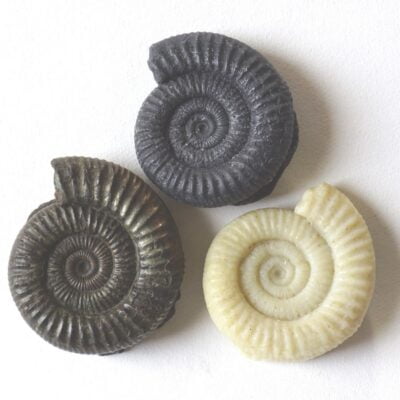 Six Whitby Ammonite Soaps