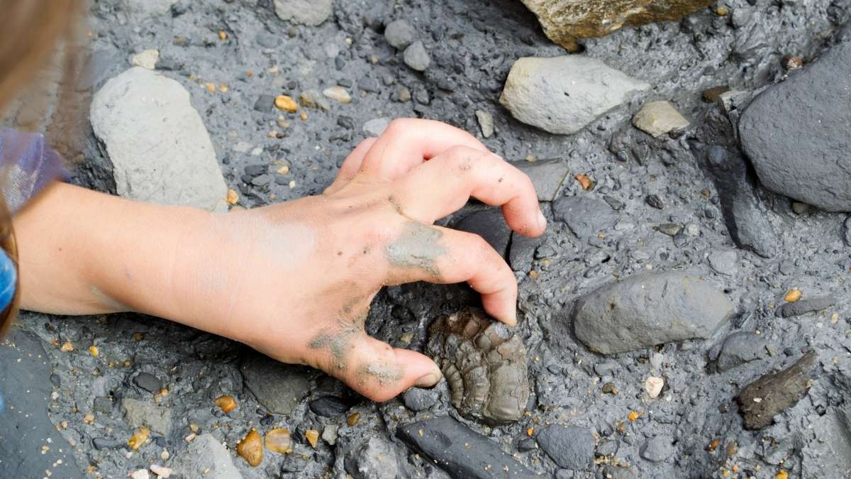 Whitby Fossil Hunting