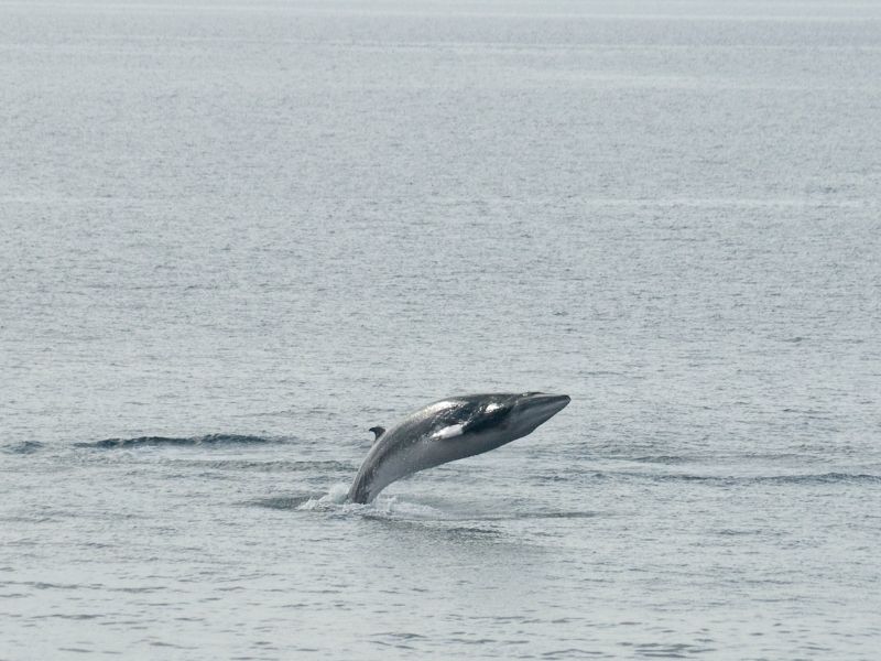 Minke whale breaching in the water. Minke whale breaching in the water.