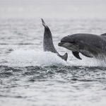 Whitby Whale Watching