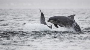 Whitby Whale Watching