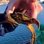 Whitby Crabbing