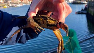 Whitby Crabbing