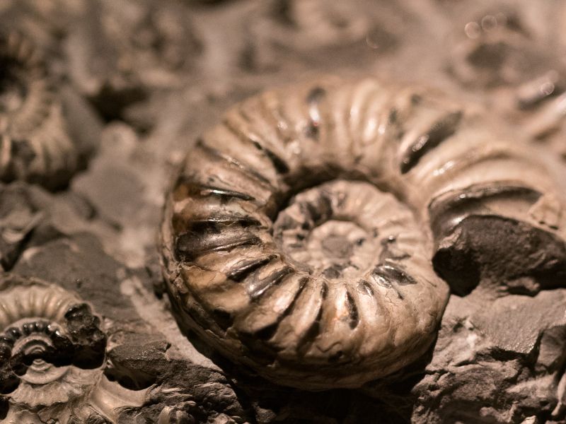 Museum Ammonite. Museum Ammonite.