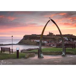Whitby Whalebones Canvas