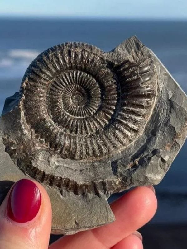 Fossil in Whitby Fossil in Whitby