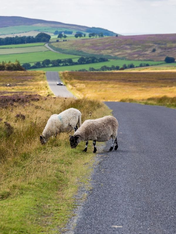 North York Moors North York Moors