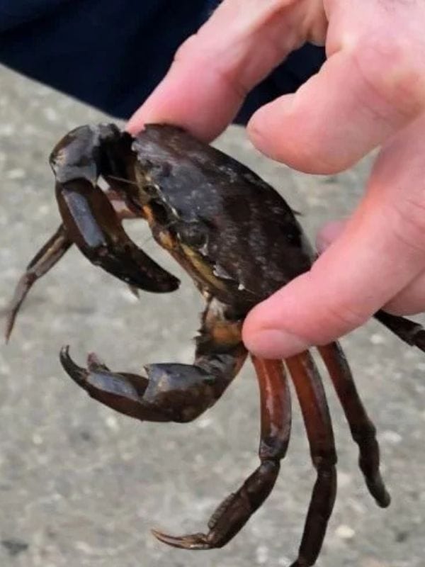 Whitby Harbour Crab Whitby Harbour Crab