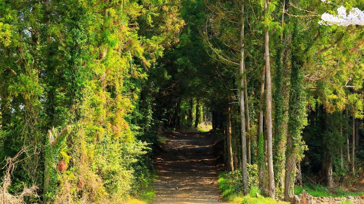 Guisborough Forest and Walkway (1)