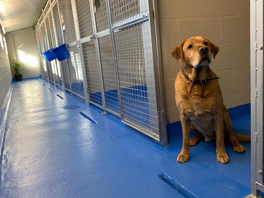 Inside Brackenhill Kennels