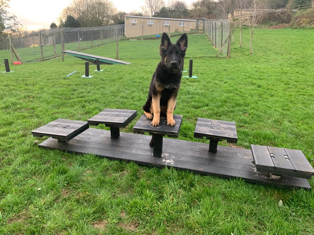 Brackenhill Kennels Playfield