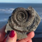 Fossil found on the Yorkshire Coast