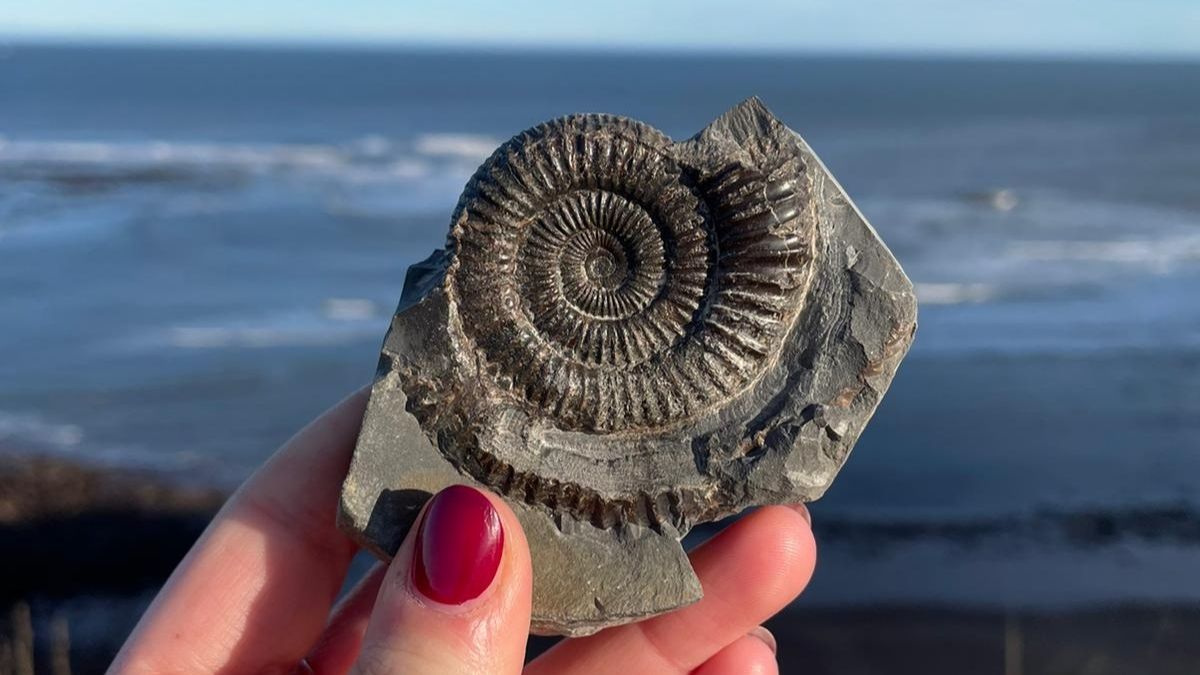 Whitby Fossil at Saltwick Bay Beach