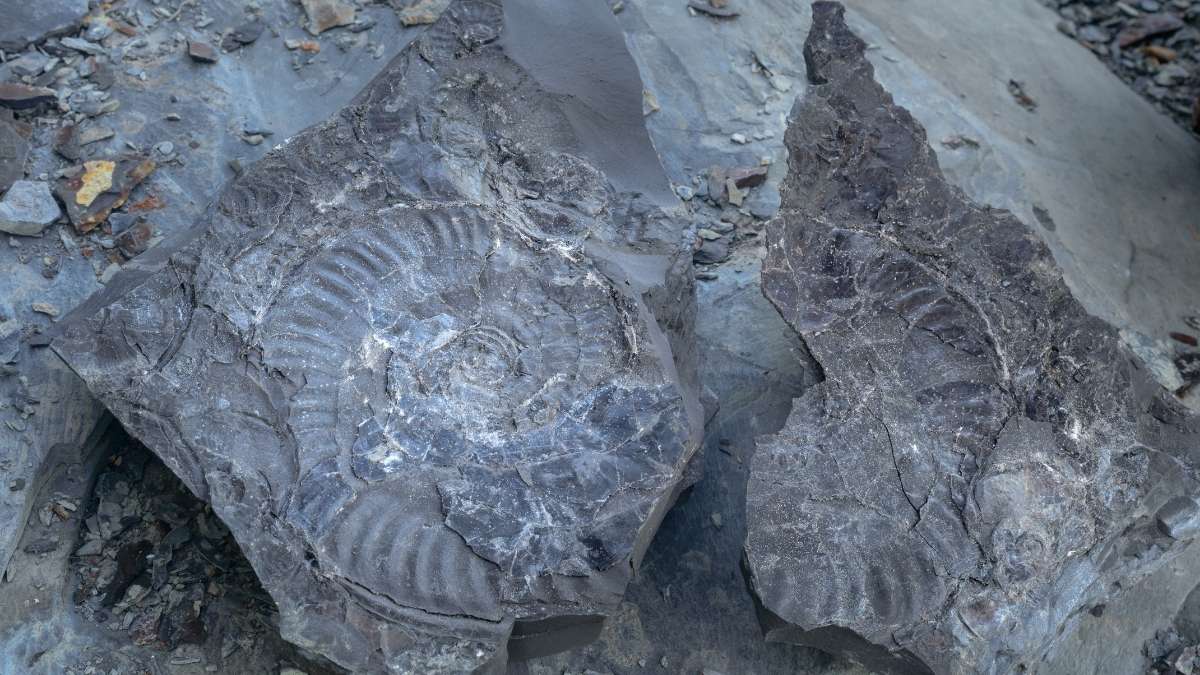 North Yorkshire Fossil