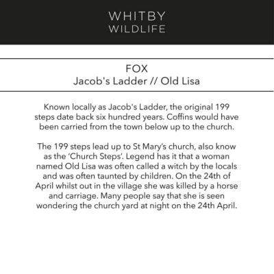 Fox & Jacob's Ladder