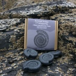 Four Black Dactylioceras Soaps