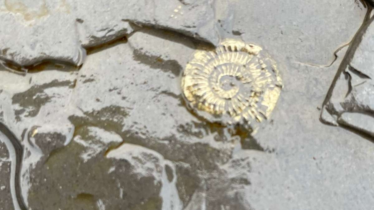 Ammonite Fossil Ammonite Fossil at Saltwick Bay