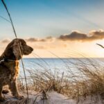 Dog & pet friendly hotels in Whitby