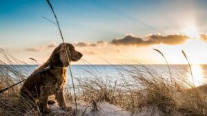 Dog & pet friendly hotels in Whitby