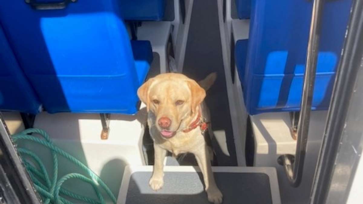 Yorkshire Coast Boat Trips Passengers Dog