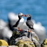 Flamborough Puffin Birds Wildlife