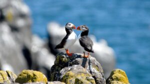 Flamborough Puffin Birds Wildlife