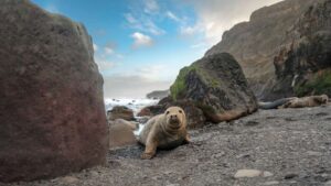 Grey Seal On Ravenscar Beach Header