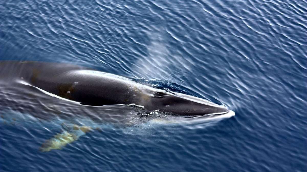 Minke Whale on the North Yorkshire Coast Minke Whale on the North Yorkshire Coast