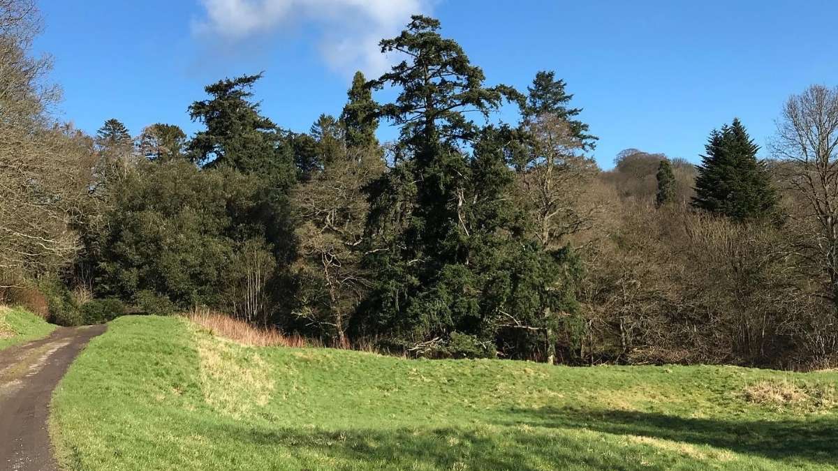 Old Mulgrave Woods Walk