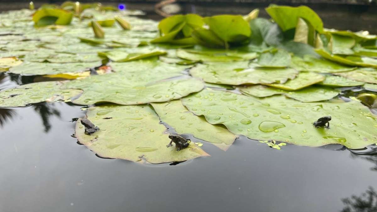 Lily Pond Lily Pond