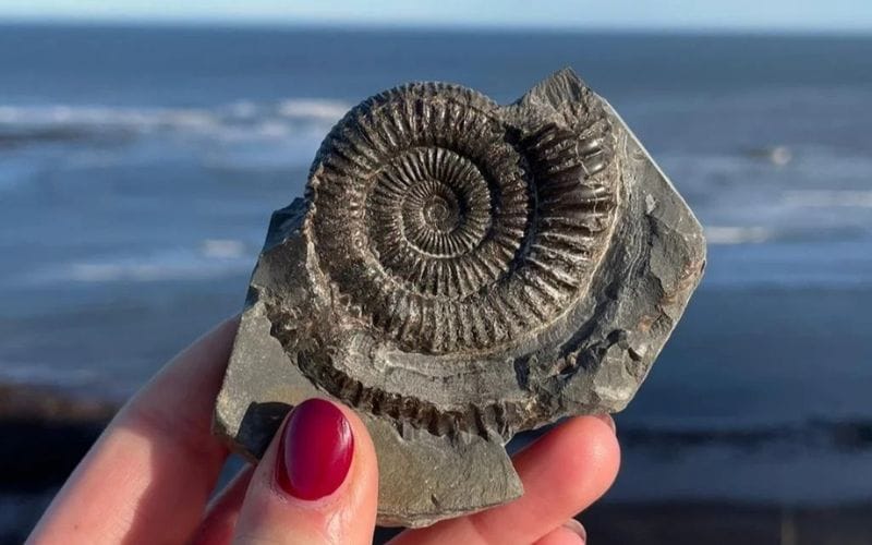 Whitby Fossil.
