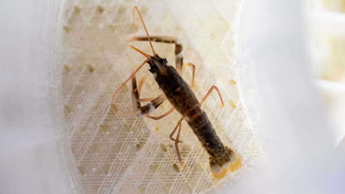 Whitby Lobster Hatchery Baby Close Up